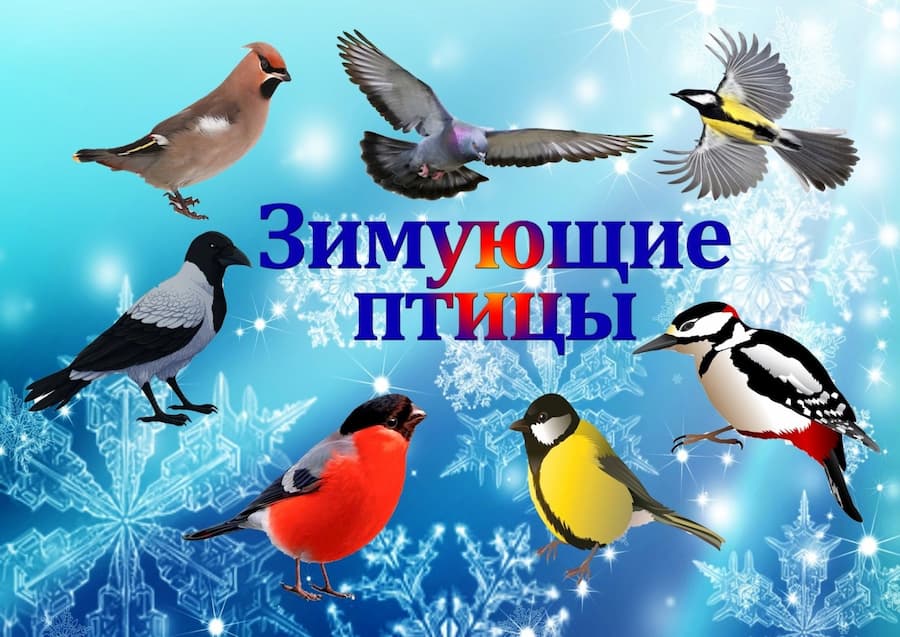 «День зимующих птиц России»